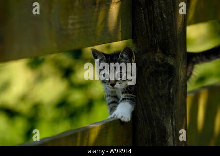 Domestic cat, tabby kitten walking on wooden fence Stock Photo