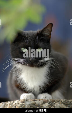 Domestic cat, black and white female on garden wall Stock Photo