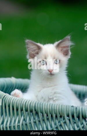 Ragdoll-Kitten in wicker basket Stock Photo