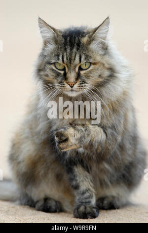 Norwegian Forest Cat Stock Photo