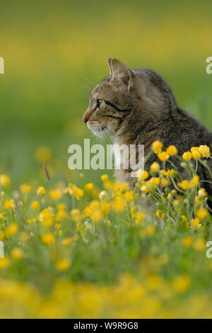 Domestic cat, tabby tomcat on flowering meadow Stock Photo