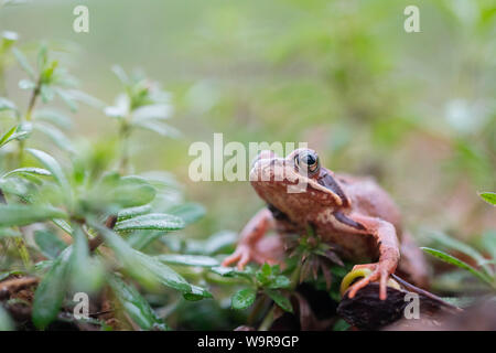 Common frog in arctium, male, North Rhine-Westphalia, Europe, (Rana temporaria)