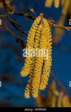 common hazel, (Corylus avellana) Stock Photo