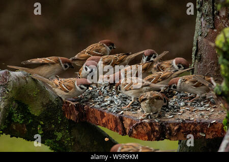 eurasian tree sparrows, (Passer montanus) Stock Photo