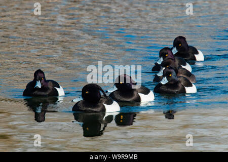 tufted ducks, Moosburger Stausee, Bavaria, Germany, (Aythya fuligula) Stock Photo