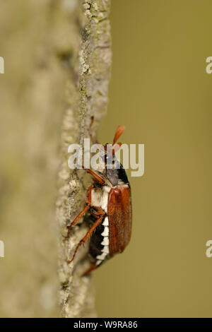 Common cockchafer on oak trunk , Melolontha melolontha Stock Photo