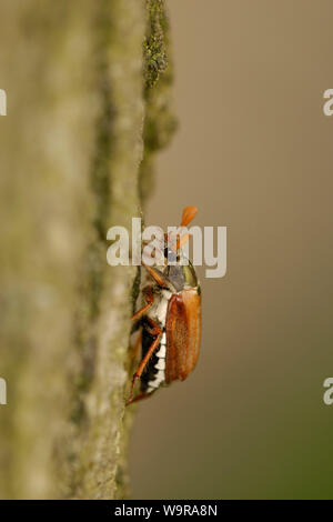 Common cockchafer on oak trunk , Melolontha melolontha Stock Photo