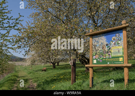Sweet cherry, Witzenhausen, Geo-Naturpark Frau-Holle-Land, Hesse Germany, (Prunus avium) Stock Photo