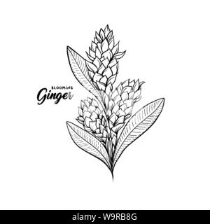 Gingerflower blossoming plant spice. Botanical vector illustration for posters or banner design Stock Vector