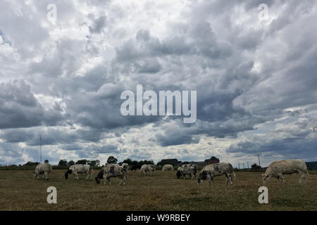 (190815) -- BEIJING, Aug. 15, 2019 (Xinhua) -- Cattle are seen at a farm near Waterloo in Belgium, July 20, 2019. (Xinhua/Zheng Huansong) Stock Photo