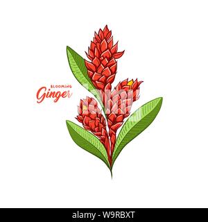 Gingerflower blossoming plant spice. Botanical vector illustration for posters or banner design Stock Vector