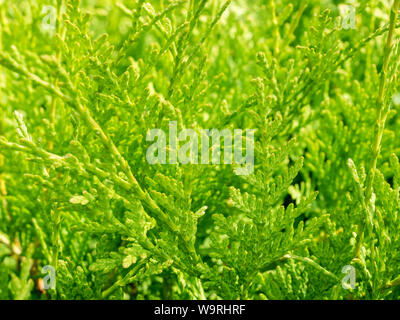 Natural green texture of Thuja evergreen tree on sunny day. Summer green background. Thuja branches close up. Stock Photo