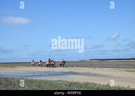 Horse riding at low tide, Le Crotoy, Somme estuary, northern France, August 2019 Stock Photo