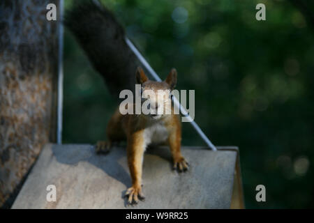 Red fluffy squirrel climbs a tree near a feeder in search of food in the summer in the forest Stock Photo