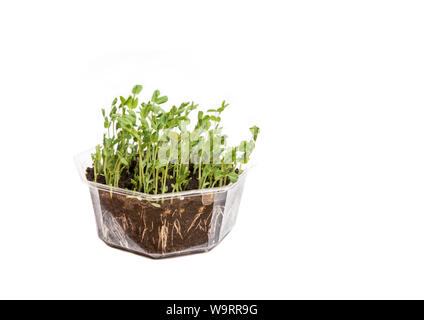 Green sugar pea stem and leaves are great and healthy alternative to salad in early spring. Pisum sativum growing in transparent flower pot, can see r Stock Photo