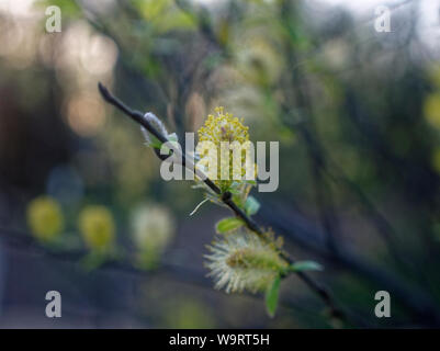 alder Bud on a branch in spring, Moscow Stock Photo
