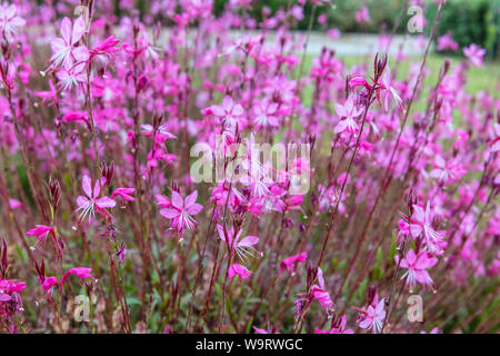Small dark pink flowers Gaura lindheimeri Belleza in a garden. Stock Photo