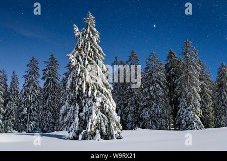 Verschneite Tannen bei Nacht, Schweiz, 30063430 *** Local Caption *** Stock Photo