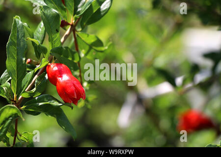 Young pomegranate and leaves on the branch with blur background. Stock Photo