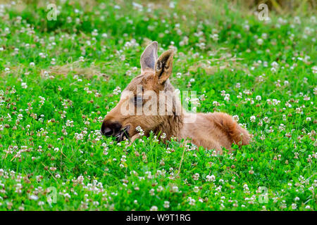 Moose calf is so tired that it has to lay down on top of the food. Stock Photo