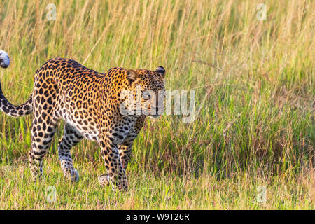 Big beautiful Leopard walking in the grass Stock Photo