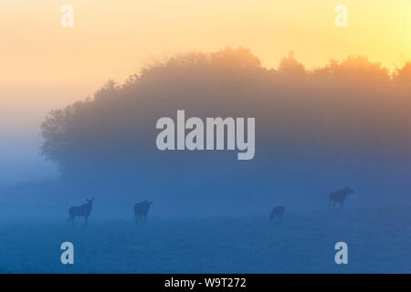 Sunrise with a flock mooses in the fog on the meadow Stock Photo