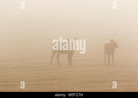 Two bull moose in a stubble field in the dawn mist Stock Photo
