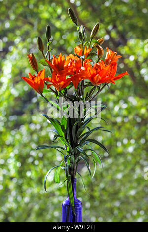 Pretty orange lilies in blue bottle on bright green background Stock Photo