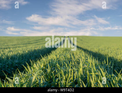 panorama of spring, green field against the blue sky Stock Photo