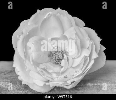 monochrome isolated bright white rose blossom macro on gray concrete stone, black background, fine art still life image of a single bloom with details Stock Photo