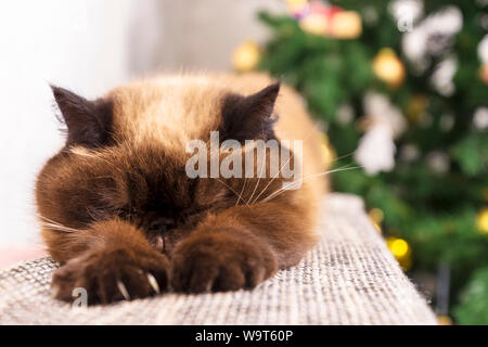 Sleeping cat against Christmas tree. Short hair Persian cat, pointcolor, selective focus Stock Photo