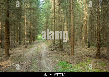 Path through the old coniferous forest and lying broken branches. Nowiny, Poland Stock Photo