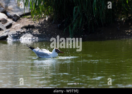 Black headed gull Chroicocephalus ridibundus in summer plumage bathing in a small inland lake in Caithness, Scotland Stock Photo