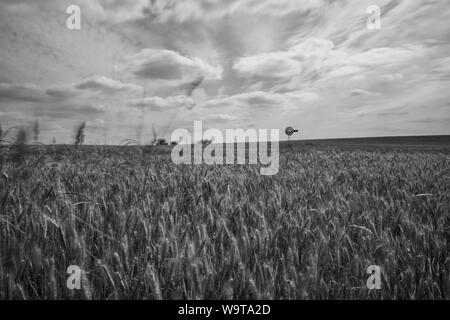 Corn field in black in white Stock Photo