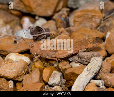 Reddish brown or rust colored Carolina grasshopper camouflaged in its surroundings Stock Photo
