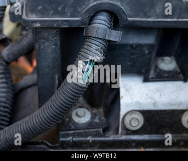 car electrical wiring harness damaged by chewing rodent Stock Photo