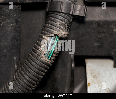 car electrical wiring harness damaged by chewing rodent Stock Photo