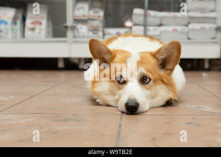 corgi store