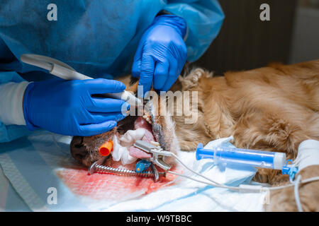 A vet surgeon brushes his dog's teeth under anesthesia on the operating table. Sanitation of the oral cavity in dogs. Dentist veterinarian treats teet Stock Photo