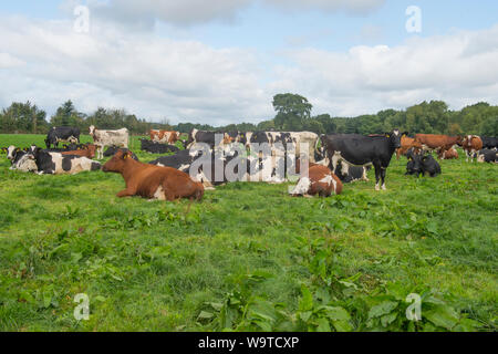 herd of cows lying down in a field Stock Photo