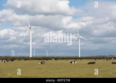 Wind turbine's in a field with cows Stock Photo