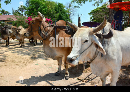 zebu, indicine cattle, humped cattle, Buckelrind, Zébu, Bos primigenius indicus or Bos indicus or Bos taurus indicus, Thailand, Asia Stock Photo