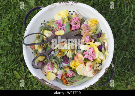 Flower deadheads - roses, marigolds and sweet peas - collected into an old colander in a summer garden. UK Stock Photo