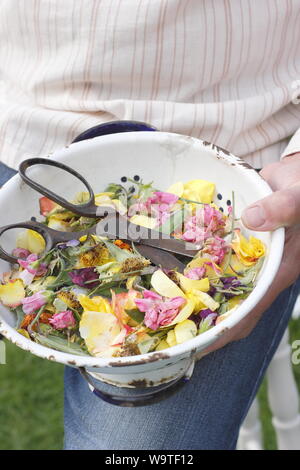 Flower deadheads - roses, marigolds and sweet peas - collected into an old colander by a male gardener in a summer garden. UK Stock Photo