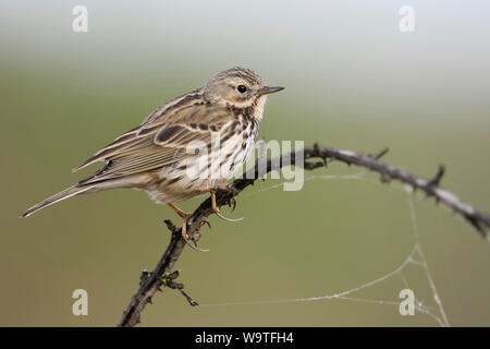 Meadow Pipit / Wiesenpieper ( Anthus pratensis ) perched elevated on top of dry thorny tendril, watching for predators, long hind claw, wildlife, Euro Stock Photo