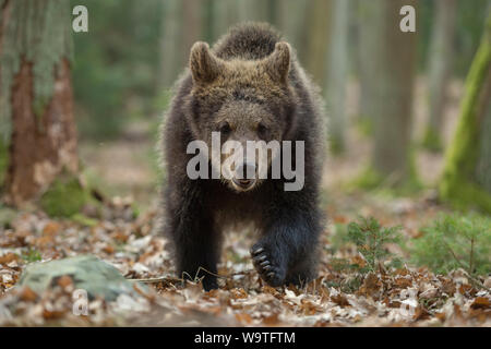 European Brown Bear / Europaeischer Braunbaer ( Ursus arctos ), young cub walking directly towards, frontal shot, seems to be curious, Europe. Stock Photo