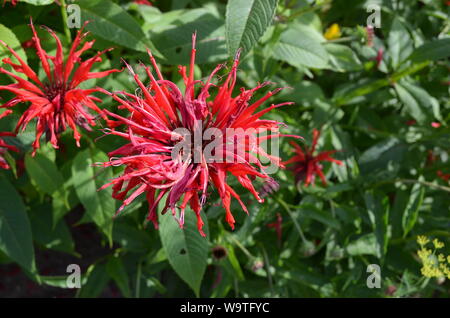 Summer in Nova Scotia: Closeup of Bee Balm (wild bergamot) Flowers Stock Photo