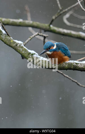 Eurasian Kingfisher ( Alcedo atthis ), male in winter, falling snow, perched in a tree above water, hunting, watching for prey, wildlife, Europe. Stock Photo