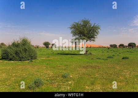 Lush desert landscape after the rain, Riyadh, Saudi Arabia Stock Photo ...