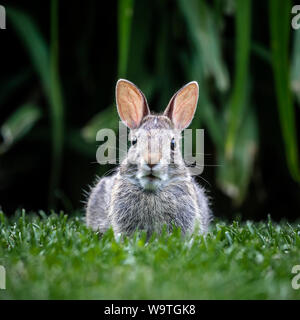 Eastern Cottontail Rabbit, (Sylvilagus floridanus) Manitoba, Canada. Stock Photo